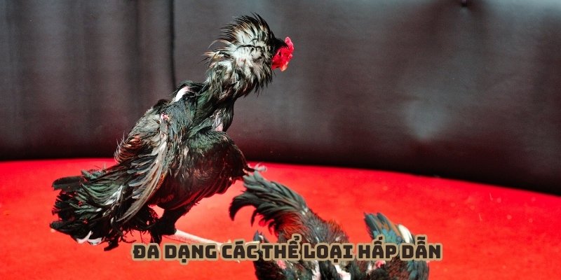 Đa dạng các thể loại chất lượng tại đá gà 33WIN