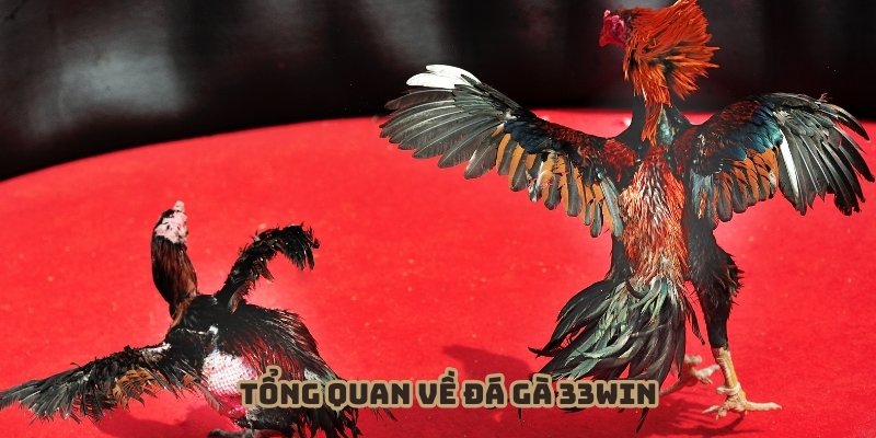 Đá gà 33WIN là sân chơi có chất lượng cao cấp