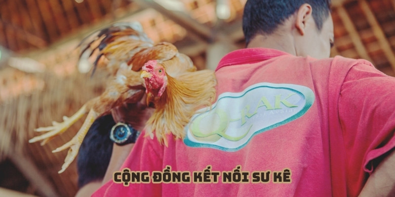 Đá gà 33WIN tạo nên cộng đồng kết nối sư kê